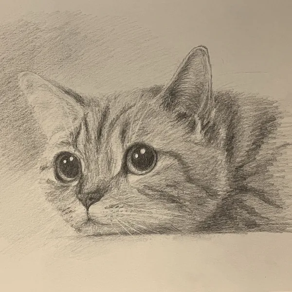 Грустный кот